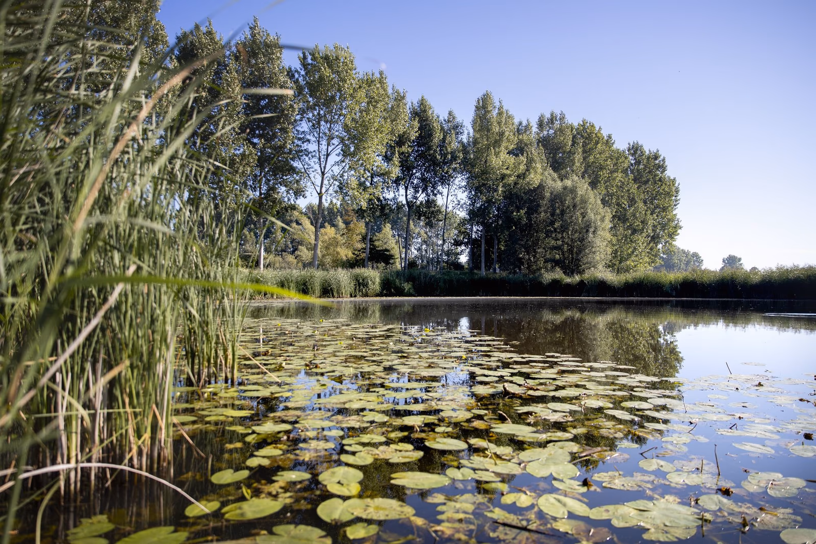 Groene plas in het Waasland, met zicht op de bossen